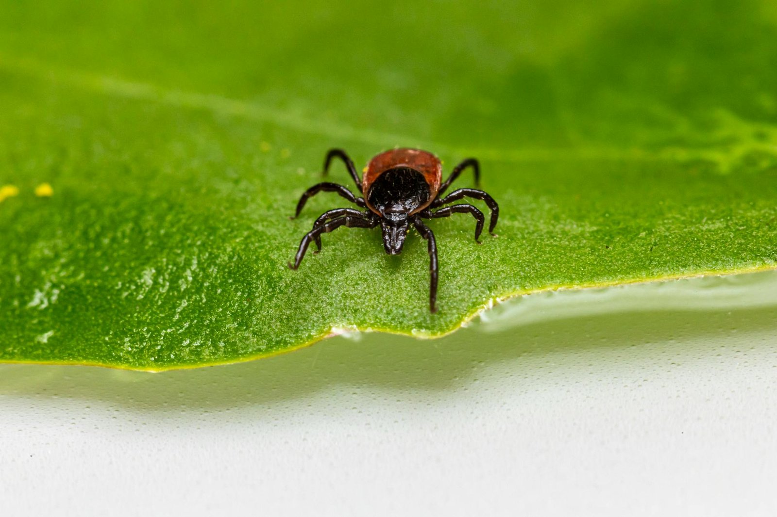 a deer tick on a leaf
